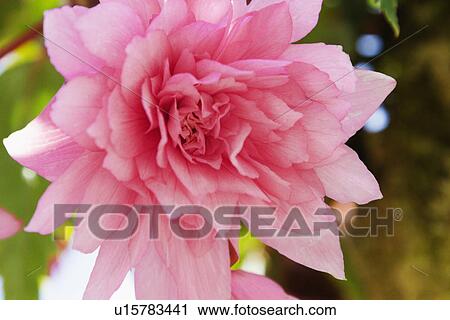 Close-up of a pink flower View Large Photo Image Stock Image - Close-up of a pink flower. Fotosearch
