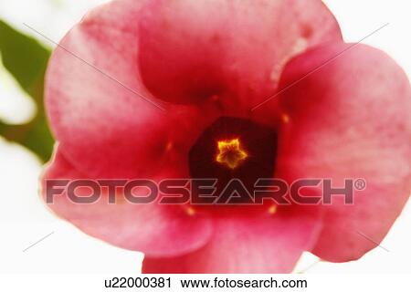 Stock Image - Close-up of a red flower. Fotosearch