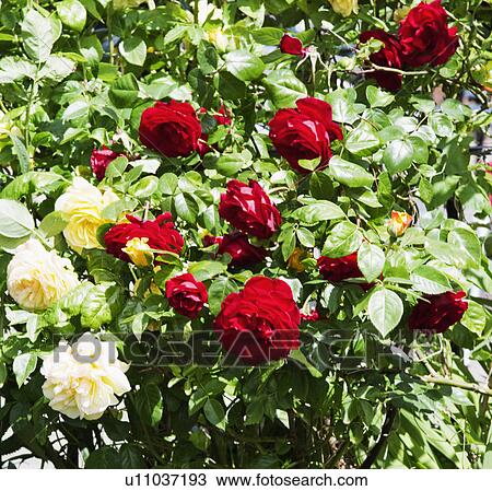 Close-up of a rose plant View Large Photo Image Stock Image - Close-up of a rose plant. Fotosearch