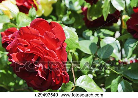 Stock Photo - Close-up of a rose plant. Fotosearch