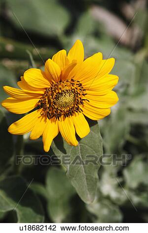 Close-up of a sunflower (Helianthus annuus) View Large Photo Image Stock Image - Close-up of a sunflower (Helianthus annuus). Fotosearch