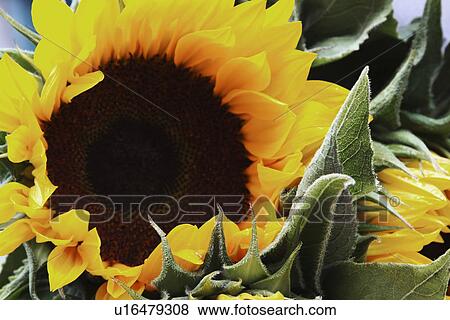 Stock Photo - Close-up of a sunflower (Helianthus annuus), Republic of Ireland. Fotosearch