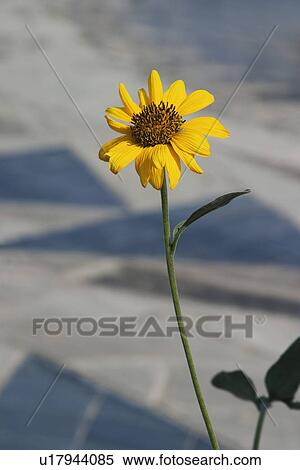 Close-up of a sunflower (Helianthus annuus) View Large Photo Image Stock Photography - Close-up of a sunflower (Helianthus annuus). Fotosearch