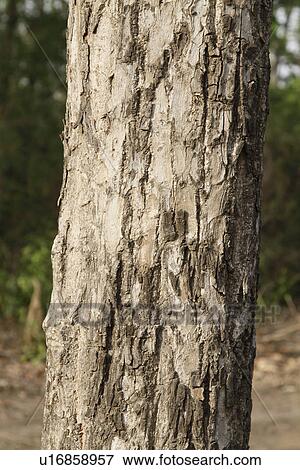 Close-up of a tree, Jim Corbett National Park, Nainital, Uttarakhand, India View Large Photo Image Stock Photo - Close-up of a tree, Jim Corbett National Park, Nainital, Uttarakhand, India. Fotosearch