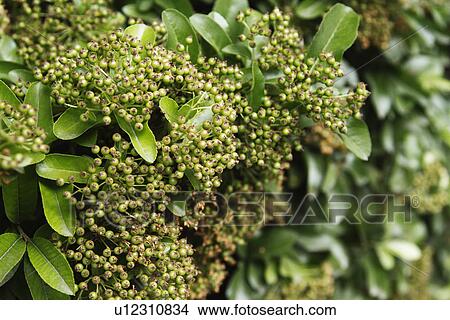 Picture - Close-up of berries on a tree. Fotosearch