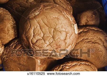 Close-up of buns View Large Photo Image Stock Photography - Close-up of buns. Fotosearch