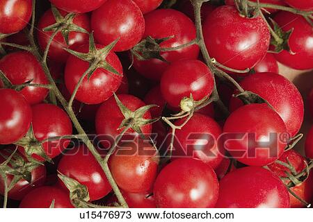Close-up of cherry tomatoes View Large Photo Image Stock Image - Close-up of cherry tomatoes. Fotosearch