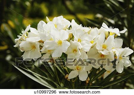 Stock Photograph - Close-up of flowers blooming, Jim Corbett National Park, Nainital, Uttarakhand, India. Fotosearch