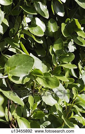 Close-up of leaves, Dublin, Republic of Ireland View Large Photo Image Stock Image - Close-up of leaves, Dublin, Republic of Ireland. Fotosearch