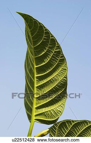 Stock Photo - Close-up of leaves, Garden of Five Senses, Saidul Ajaib, New Delhi, India. Fotosearch