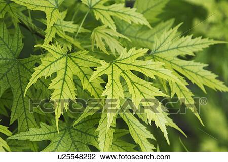 Close-up of leaves View Large Photo Image Stock Image - Close-up of leaves. Fotosearch