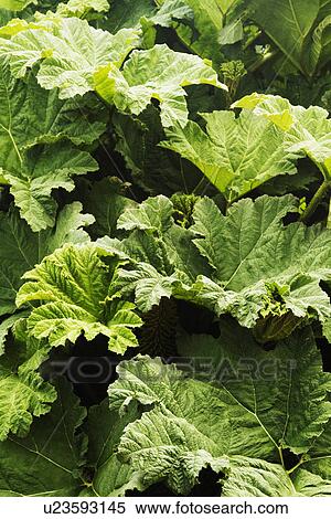 Close-up of leaves View Large Photo Image Stock Photography - Close-up of leaves. Fotosearch