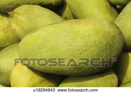 Close-up of mangoes View Large Photo Image Stock Image - Close-up of mangoes. Fotosearch