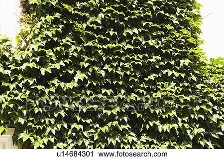 Stock Image - Close-up of overgrown ivy, Oxford, Oxfordshire, England. Fotosearch