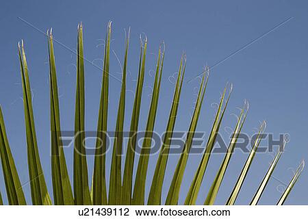Stock Image - Close-up of palm leaves, Garden of Five Senses, Saidul Ajaib, New Delhi, India. Fotosearch
