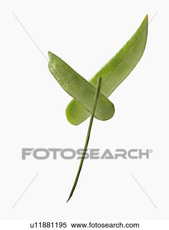 Stock Photography - Close-up of pea pods. Fotosearch