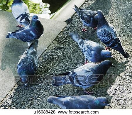 Close-up of pigeons, Dublin, Republic of Ireland View Large Photo Image Stock Photo - Close-up of pigeons, Dublin, Republic of Ireland. Fotosearch