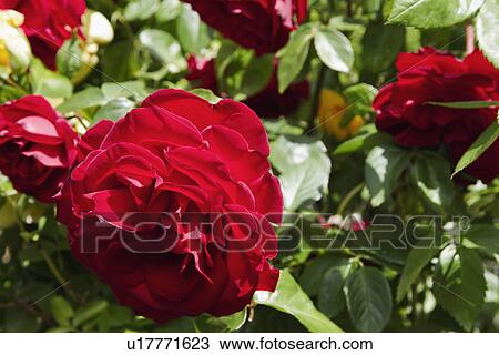 Stock Image - Close-up of roses plant. Fotosearch