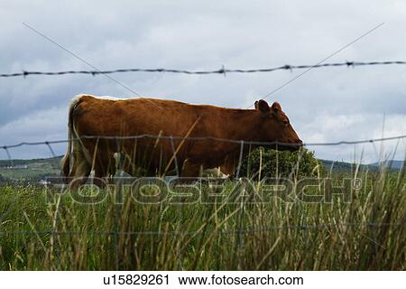 Stock Image - Cow standing on a hill, Killarney National Park, Killarney, County Kerry, Republic of Ireland. Fotosearch
