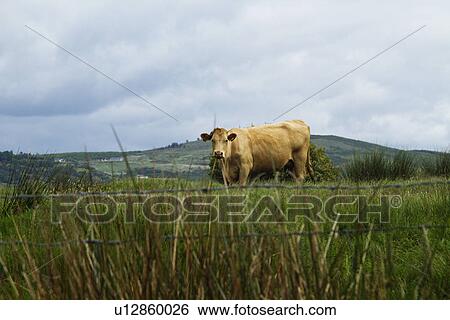 Cow standing on a hill, Killarney National Park, Killarney, County Kerry, Republic of Ireland View Large Photo Image Stock Photograph - Cow standing on a hill, Killarney National Park, Killarney, County Kerry, Republic of Ireland. Fotosearch
