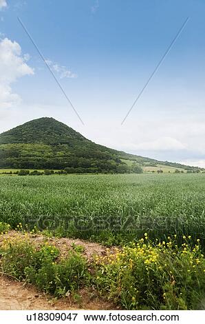 Stock Photo - Crop in the field, Cesky Krumlov, South Bohemian Region, Czech Republic. Fotosearch