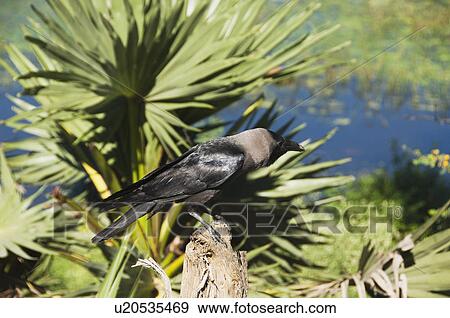 Stock Photo - Crow perching on a tree stump, Tirupati, Andhra Pradesh, India. Fotosearch