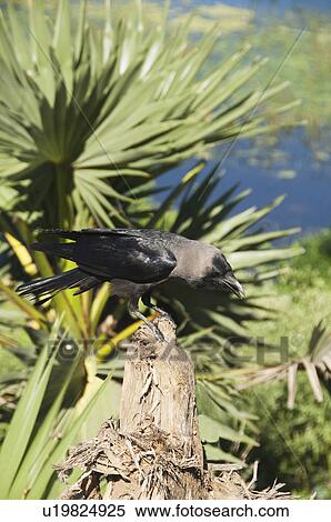 Stock Photography - Crow perching on a tree stump, Tirupati, Andhra Pradesh, India. Fotosearch