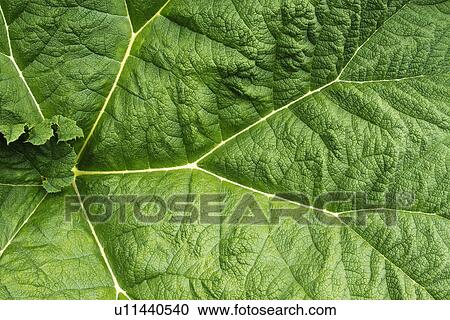 Detail of a leaf View Large Photo Image Stock Image - Detail of a leaf. Fotosearch