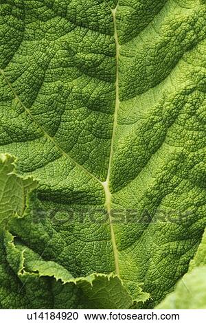 Detail of a leaf View Large Photo Image Stock Image - Detail of a leaf. Fotosearch