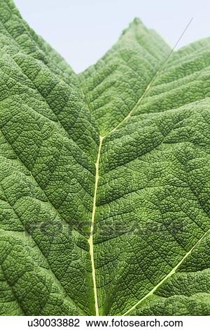 Stock Image - Detail of a leaf. Fotosearch