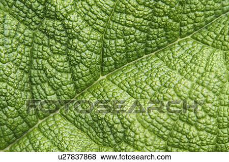 Detail of a leaf View Large Photo Image Stock Photo - Detail of a leaf. Fotosearch