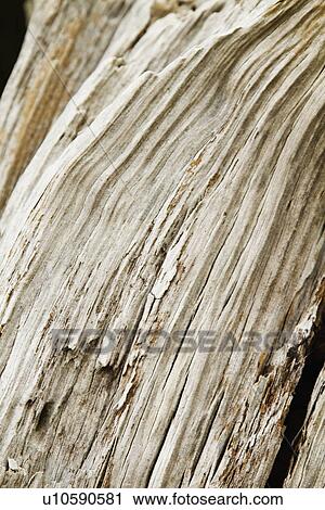 Detail of a tree trunk View Large Photo Image Stock Image - Detail of a tree trunk. Fotosearch
