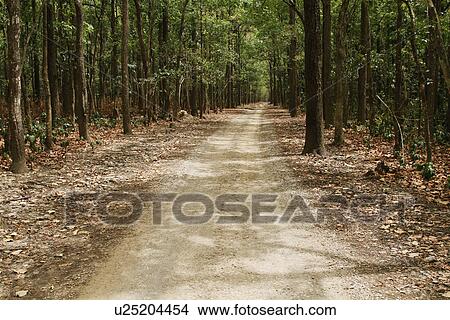 Picture - Dirt road passing through a forest, Jim Corbett National Park, Nainital, Uttarakhand, India. Fotosearch