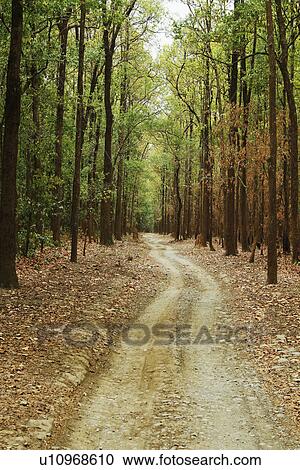 Dirt road passing through a forest, Jim Corbett National Park, Nainital, Uttarakhand, India View Large Photo Image Stock Image - Dirt road passing through a forest, Jim Corbett National Park, Nainital, Uttarakhand, India. Fotosearch
