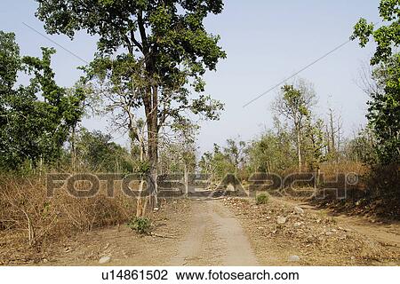 Dirt road passing through a forest, Jim Corbett National Park, Nainital, Uttarakhand, India View Large Photo Image Stock Image - Dirt road passing through a forest, Jim Corbett National Park, Nainital, Uttarakhand, India. Fotosearch
