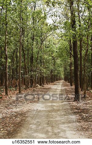 Stock Image - Dirt road passing through a forest, Jim Corbett National Park, Nainital, Uttarakhand, India. Fotosearch