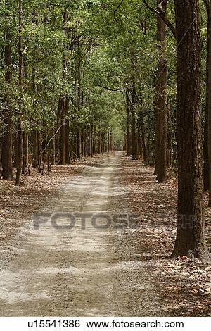 Stock Photograph - Dirt road passing through a forest, Jim Corbett National Park, Nainital, Uttarakhand, India. Fotosearch