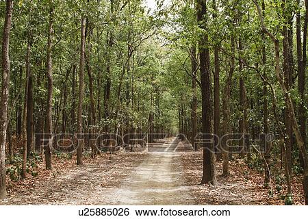 Stock Photograph - Dirt road passing through a forest, Jim Corbett National Park, Nainital, Uttarakhand, India. Fotosearch