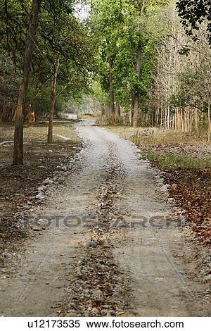 Stock Photography - Dirt road passing through a forest, Jim Corbett National Park, Nainital, Uttarakhand, India. Fotosearch