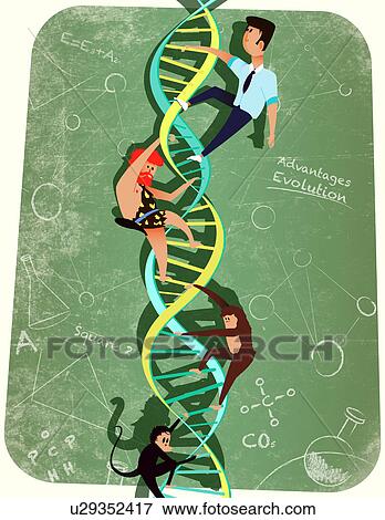 Stock Photo - DNA strand representing evolution in human beings. Fotosearch