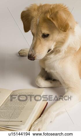Dog reading a book View Large Photo Image Picture - Dog reading a book. Fotosearch