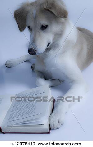 Dog reading a book View Large Photo Image Stock Photo - Dog reading a book. Fotosearch