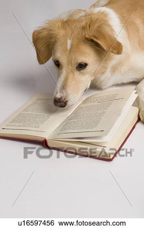 Dog reading a book View Large Photo Image Stock Photograph - Dog reading a book. Fotosearch