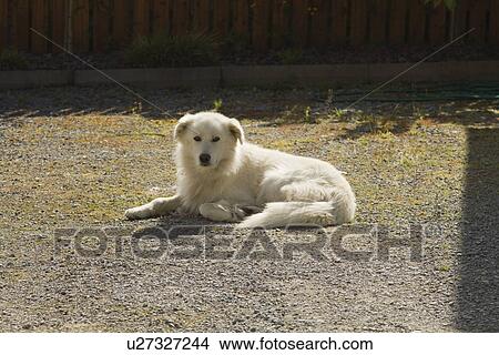 Picture - Dog sitting in a field, Tralee, County Kerry, Republic of Ireland. Fotosearch