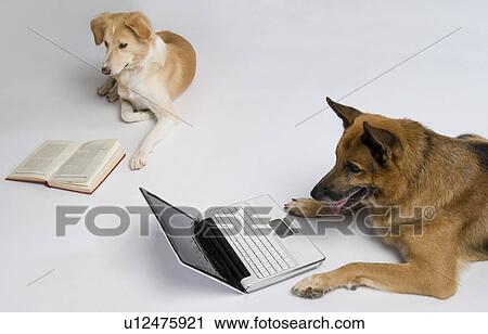 Stock Image - Dog using a laptop with another dog reading a book. Fotosearch