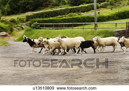 Stock Photo - Flock of sheep on road, Ring Of Kerry, County Kerry, Republic of Ireland. Fotosearch