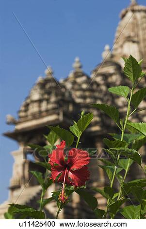 Stock Image - Flowering plant with temple in the background, Kandariya Mahadeva Temple, Khajuraho, Chhatarpur District, Madhya Pradesh, India. Fotosearch