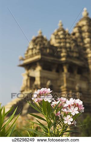 Stock Photo - Flowering plant with temple in the background, Kandariya Mahadeva Temple, Khajuraho, Chhatarpur District, Madhya Pradesh, India. Fotosearch