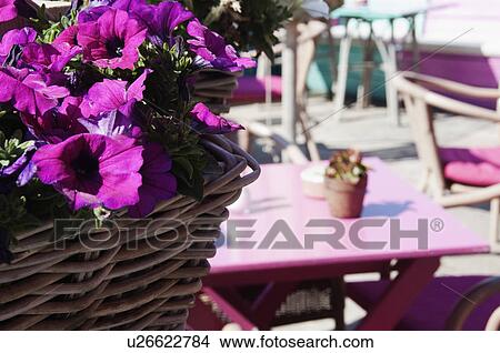 Picture - Flowers at a cafe, Scheveningen, The Hague, Netherlands. Fotosearch
