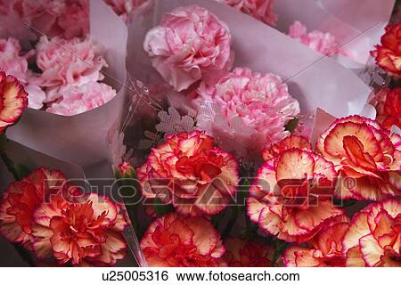Flowers at a market stall, Republic of Ireland View Large Photo Image Stock Photograph - Flowers at a market stall, Republic of Ireland. Fotosearch